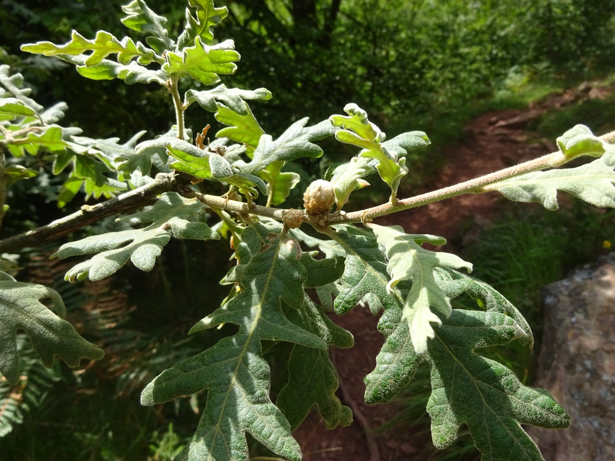 Quercus pyrenaica (Fagaceae)
